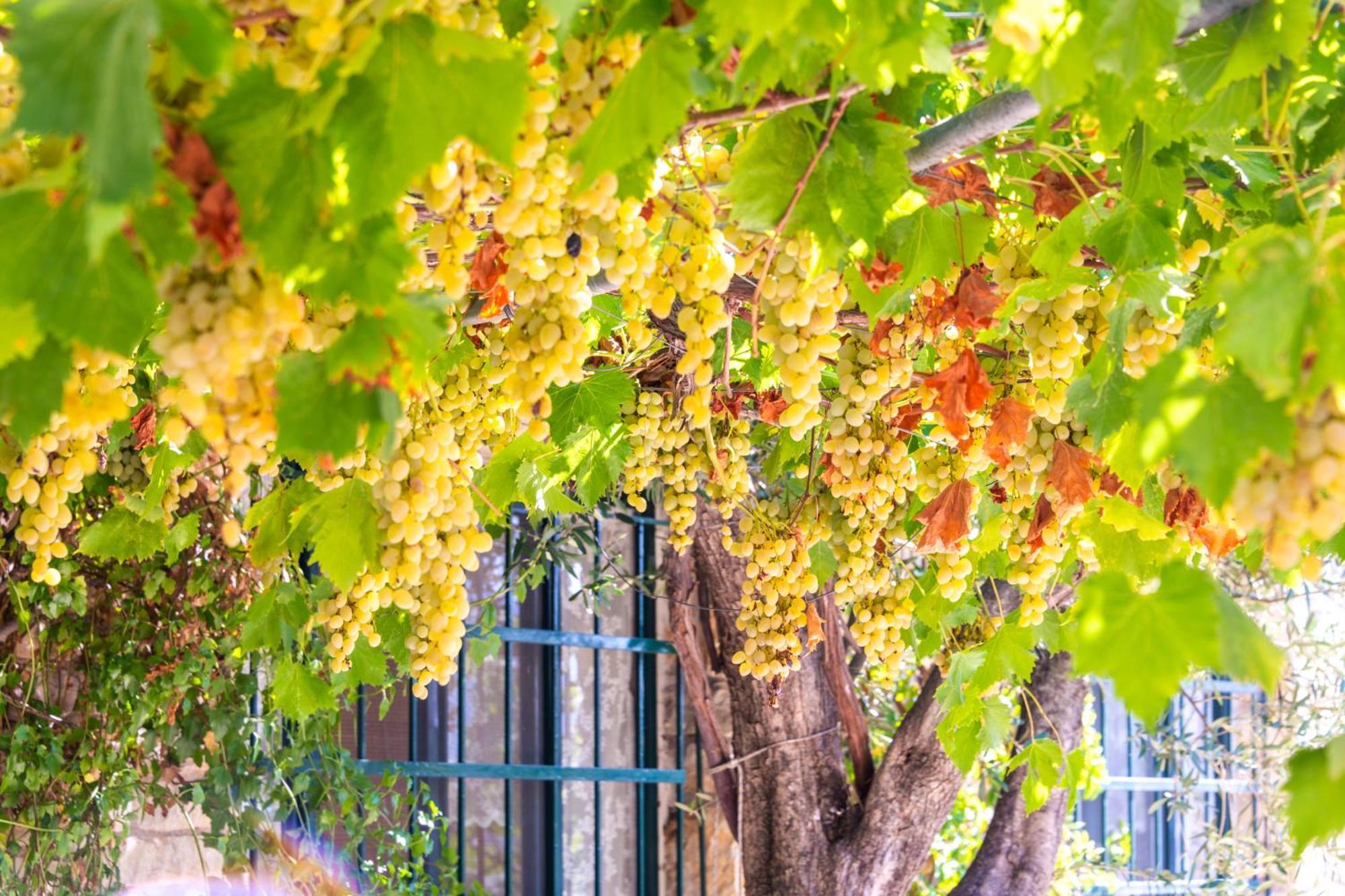 Liodentro - Olea Villa Plataria Exteriör bild